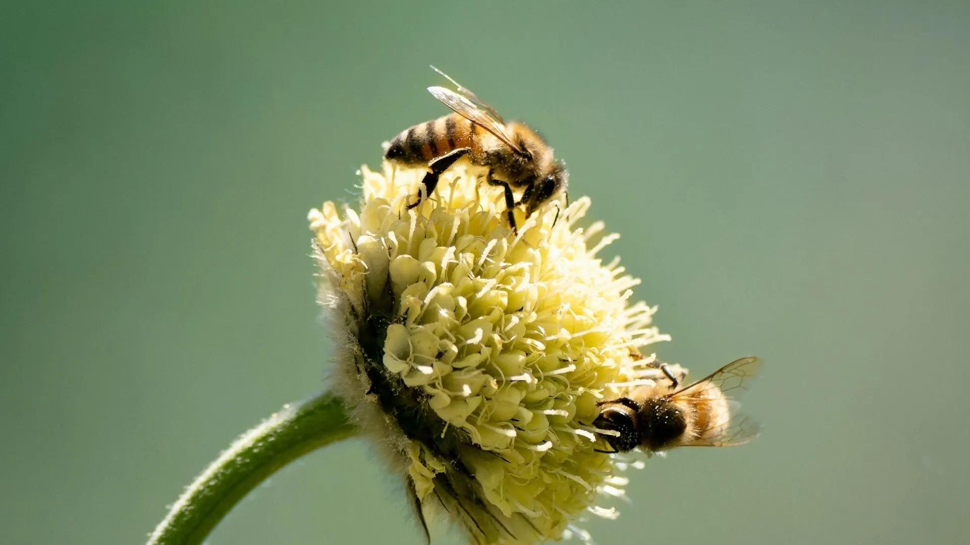 BILION_BEES_STILL_05_16_9 (2).webp