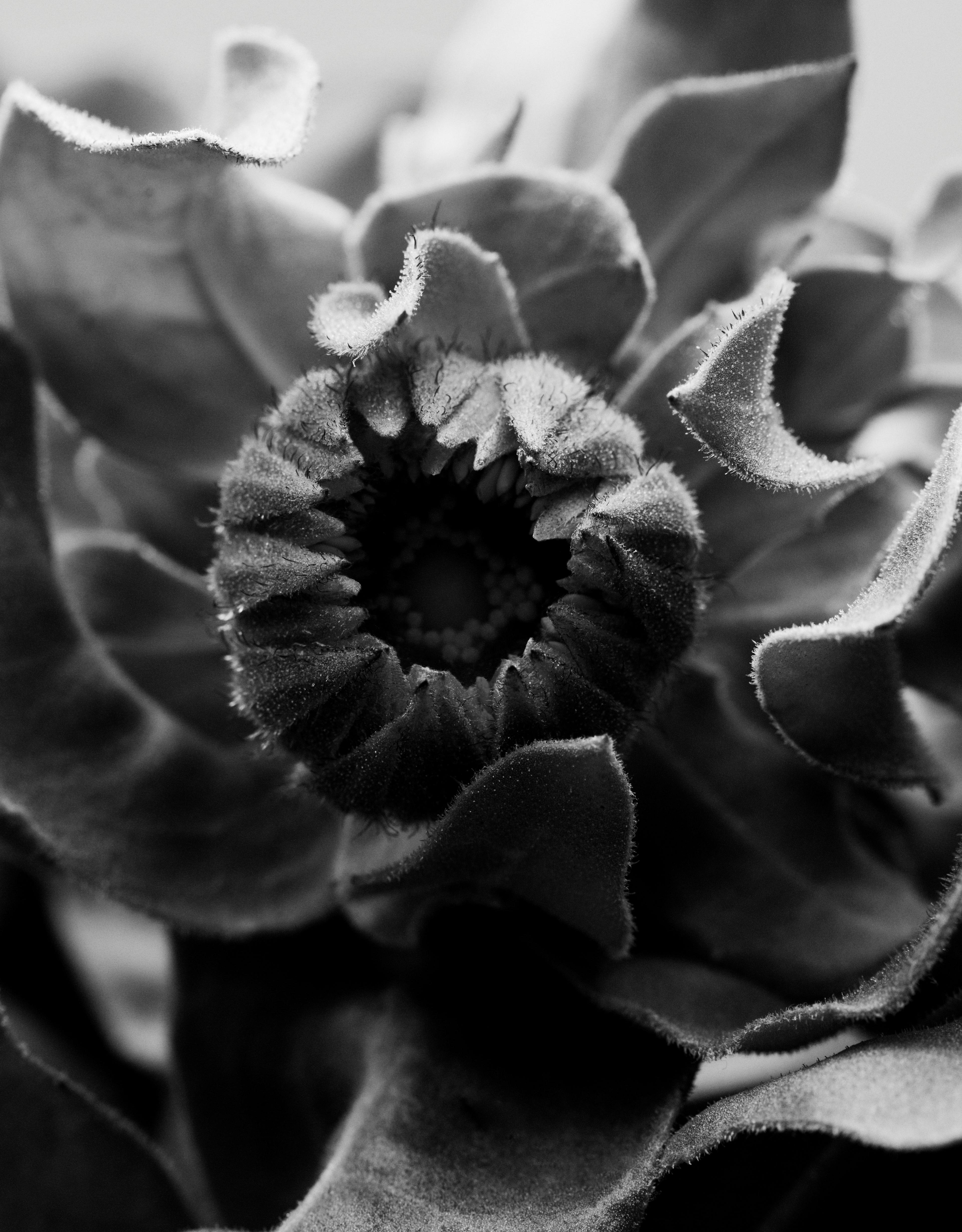 Natural Elements (4).jpg